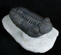Giant Phacopid Trilobite Drotops Megalomanicus #1995-1